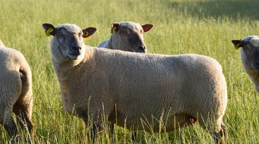 agneau de vendée