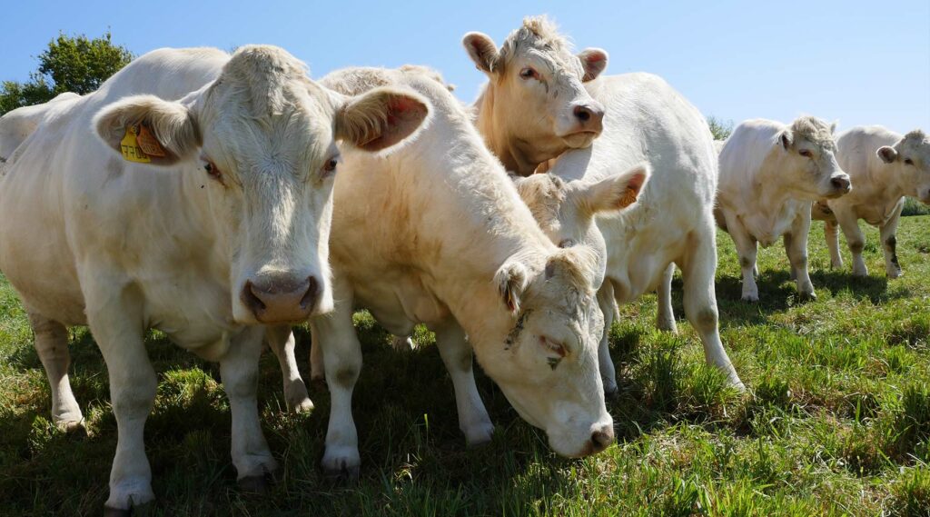 bœuf de vendée
