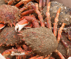 Soupe aux araignées de mer