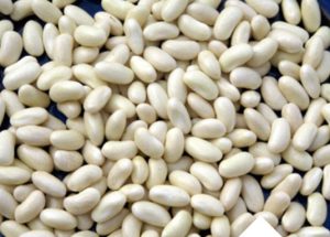Mogette de Vendée