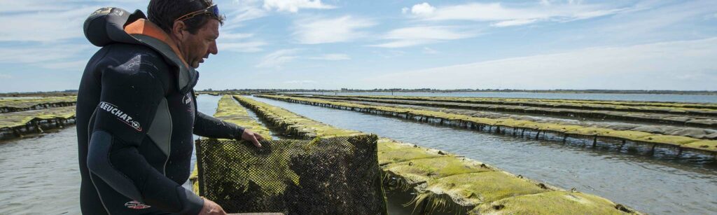 huitres de noirmoutier