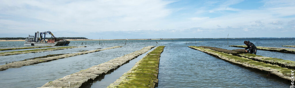 producteur d'huitre à noirmoutier