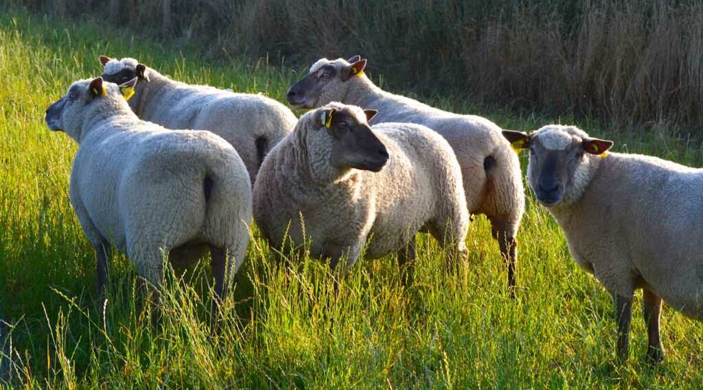 agneau de vendée
