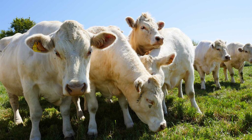 boeuf viande de vendée