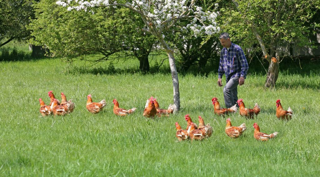 poulet de vendée