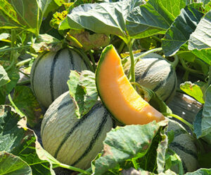 Melon