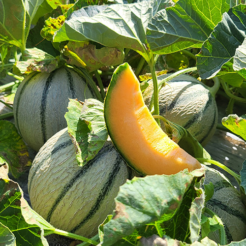 melon label rouge filliere