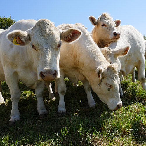 bœuf fermier de vendée